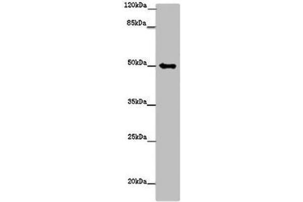 TUBG1 anticorps  (AA 29-184)