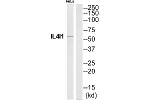 Western blot analysis of extracts from HeLa cells, using IL4I1 antibody. (IL4I1 Antikörper)