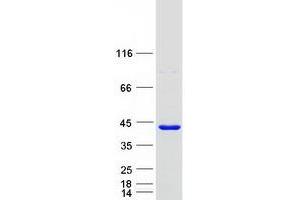 Western Blotting (WB) image for Fibronectin Type III and Ankyrin Repeat Domains 1 (FANK1) protein (Myc-DYKDDDDK Tag) (ABIN2720872)