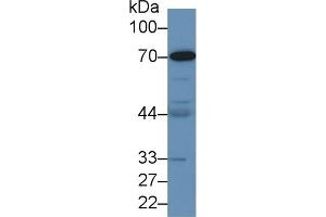 Detection of HMWK in Human MCF7 cell lysate using Polyclonal Antibody to High Molecular Weight Kininogen (HMWK) (Kininogen (HMW) Antikörper  (AA 225-407))