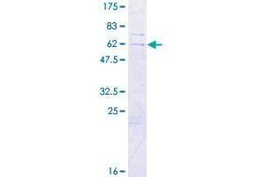 SLC25A43 Protein (AA 1-341) (GST tag)