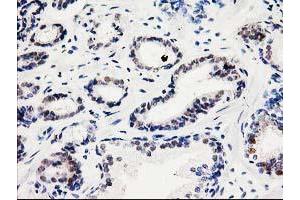 Image no. 5 for anti-Spermine Synthase, SMS (SMS) antibody (ABIN1501098) (SMS Antikörper)