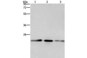 Western Blot analysis of A549, Hela and HT-29 cell using EMC8 Polyclonal Antibody at dilution of 1:600 (COX4NB Antikörper)