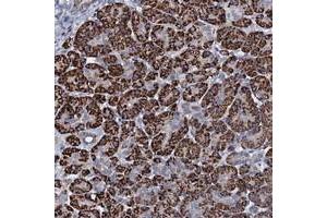 Immunohistochemical staining of human pancreas with OLAH polyclonal antibody  shows strong cytoplasmic positivity in exocrine glandular cells. (OLAH Antikörper)