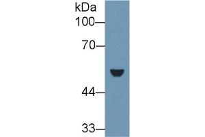 Western Blotting (WB) image for anti-Keratin 7 (KRT7) (AA 394-457) antibody (ABIN7437020)