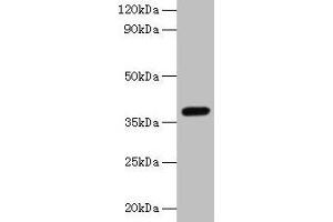 Western blot All lanes: LRG1 antibody at 2 μg/mL + Mouse liver tissue Secondary Goat polyclonal to rabbit IgG at 1/10000 dilution Predicted band size: 39 kDa Observed band size: 39 kDa (LRG1 Antikörper  (AA 36-346))