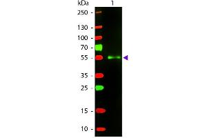 Western Blot of Texas Donkey Anti-Mouse IgG secondary antibody. (Esel anti-Maus IgG (Heavy & Light Chain) Antikörper (Texas Red (TR)) - Preadsorbed)