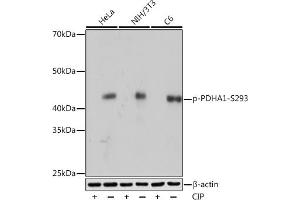 Western blot analysis of extracts of various cell lines, using Phospho-PDH-S293 Rabbit mAb (ABIN7269768) at 1:1000 dilution. (PDHA1 Antikörper  (pSer293))