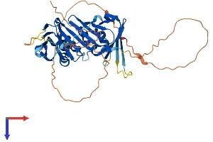RAD9B Protein (AA 1-403) (His tag)