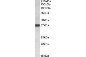 Western Blotting (WB) image for anti-Isocitrate Dehydrogenase 3 (NAD+) alpha (IDH3A) (C-Term) antibody (ABIN2464486) (IDH3A Antikörper  (C-Term))