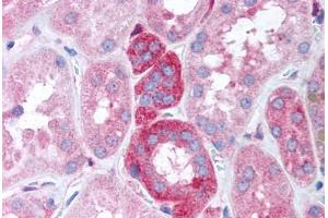Human Kidney (formalin-fixed, paraffin-embedded) stained with GNB5 antibody ABIN305790 at 20 ug/ml followed by biotinylated goat anti-rabbit IgG secondary antibody ABIN481713, alkaline phosphatase-streptavidin and chromogen. (GNB5 Antikörper)