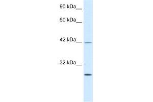 Human Jurkat; WB Suggested Anti-KLF9 Antibody Titration: 0. (KLF9 Antikörper  (N-Term))