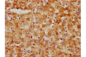 IHC image of ABIN7156000 diluted at 1:500 and staining in paraffin-embedded human liver tissue performed on a Leica BondTM system. (HMGCS1 Antikörper  (AA 360-520))