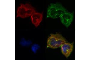 ABIN6264016 and ABIN6268722 staining Hela by IF/ICC. (SERPINB2 Antikörper  (Internal Region))