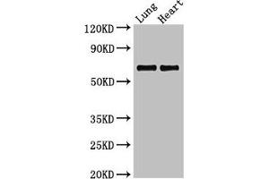 Western Blot Positive WB detected in: Rat lung tissue, Rat heart tissue All lanes: POLL antibody at 2. (POLL Antikörper  (AA 16-211))
