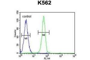 Flow cytometric analysis of K562 cells using PLEKHA4 Antibody (N-term) Cat. (PLEKHA4 Antikörper  (N-Term))