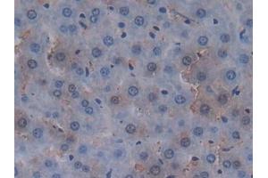 Detection of MUC20 in Rat Liver Tissue using Polyclonal Antibody to Mucin 20 (MUC20) (MUC20 Antikörper  (AA 113-347))