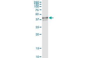 Immunoprecipitation (IP) image for anti-POU Domain, Class 4, Transcription Factor 3 (POU4F3) (AA 1-338) antibody (ABIN519052)
