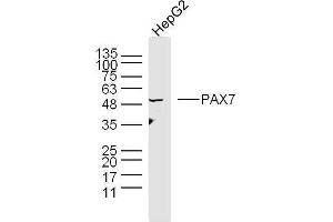 Human HepG2 cells probed with Polyclonal Antibody, unconjugated  at 1:300 overnight at 4°C followed by a conjugated secondary antibody at 1:10000 for 90 minutes at 37°C. (PAX7 Antikörper  (AA 410-460))