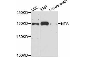 Western blot analysis of extracts of various cell lines, using NES antibody (ABIN5998326) at 1:3000 dilution. (Nestin Antikörper)