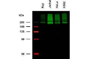 Anti-Hu CD222 Biotin (clone MEM-238) works in WB application under non-reducing conditions. (IGF2R Antikörper  (Biotin))