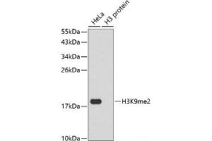 Western blot analysis of extracts of various cell lines using DiMethyl-Histone H3-K9 Polyclonal Antibody. (Histone 3 Antikörper  (2meLys9))