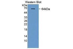 Detection of Recombinant SCG3, Human using Polyclonal Antibody to Secretogranin III (SCG3) (SCG3 Antikörper  (AA 20-468))