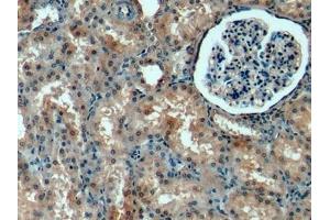 Detection of PIGR in Porcine Kidney Tissue using Polyclonal Antibody to Polymeric Immunoglobulin Receptor (PIGR) (PIGR Antikörper  (AA 19-120))