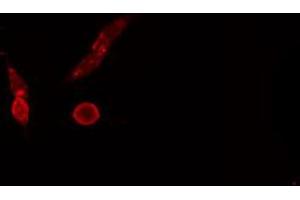 ABIN6274694 staining NIH-3T3 cells by IF/ICC.