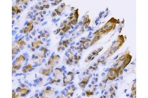 IHC analysis of Tspan-8/Tspan8 using anti-Tspan-8/Tspan8 antibody (ABIN7599681). (Tspan-8 Antikörper  (AA 108-203))
