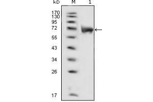 Western Blot showing FGFR1 antibody used against extracellular domain of human FGFR1 (aa22-376). (FGFR1 Antikörper  (AA 33-423))