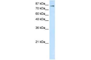 SMARCA3 antibody (20R-1195) used at 0. (HLTF Antikörper  (C-Term))