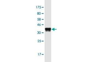 Western Blotting (WB) image for anti-ArfGAP with GTPase Domain, Ankyrin Repeat and PH Domain 1 (AGAP1) (AA 672-781) antibody (ABIN1774871)