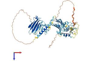 MFRP Protein (AA 1-579) (His tag)