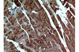 Immunohistochemistry (IHC) analysis of paraffin-embedded Mouse Muscle, antibody was diluted at 1:100. (alpha Tubulin Antikörper)