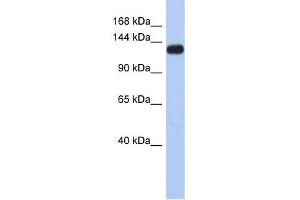KCNH7 antibody used at 1 ug/ml to detect target protein. (KCNH7 Antikörper)