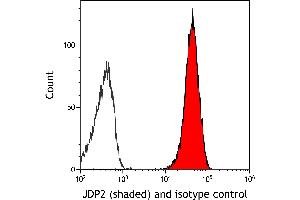 anti-Jun Dimerization Protein 2 (JDP2) (AA 50-100) antibody