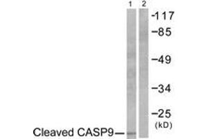 Western blot analysis of extracts from NIH-3T3 cells, treated with Etoposide 25uM 60', using Caspase 9 (Cleaved-Asp353) Antibody. (Caspase 9 Antikörper  (Cleaved-Asp353))