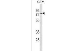 NRXN3 Antibody (C-term) (ABIN1537331 and ABIN2850266) western blot analysis in CEM cell line lysates (35 μg/lane). (Neurexin 3 Antikörper  (C-Term))