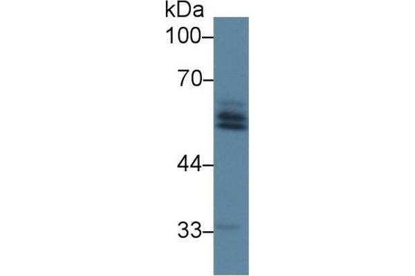 AGT antibody  (AA 25-477)