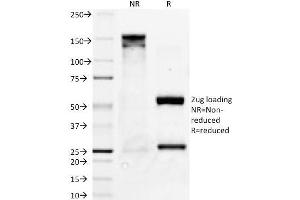 SDS-PAGE Analysis Purified Bcl-x Mouse Monoclonal Antibody (2H12). (BCL2L1 Antikörper  (AA 3-14))