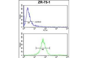 Flow cytometric analysis of ZR-75-1 cells (bottom histogram) compared to a negative control cell (top histogram). (ATP5C1 Antikörper  (N-Term))