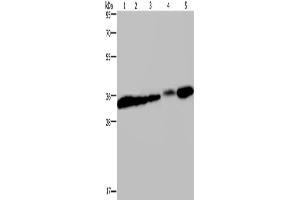 Western Blotting (WB) image for anti-Claudin 23 (CLDN23) antibody (ABIN2427985) (Claudin 23 Antikörper)
