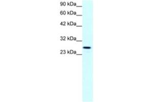 Western Blotting (WB) image for anti-Claudin 13 (CLDN13) antibody (ABIN2460767) (Claudin 13 (CLDN13) Antikörper)
