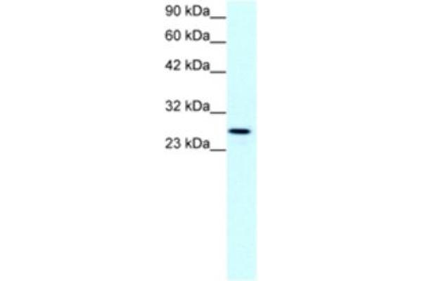 Claudin 13 (CLDN13) Antikörper