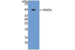 Detection of Recombinant WFDC2, Human using Polyclonal Antibody to WAP Four Disulfide Core Domain Protein 2 (WFDC2) (WFDC2 Antikörper  (AA 30-124))