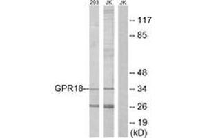 Western Blotting (WB) image for anti-G Protein-Coupled Receptor 18 (GPR18) (AA 191-240) antibody (ABIN2890869) (GPR18 Antikörper  (AA 191-240))