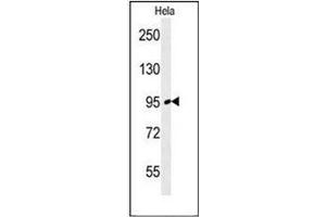 Western blot analysis of FNIP2 Antibody (C-term) in Hela cell line lysates (35ug/lane).