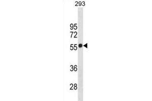 CB1 Antibody (Center) (ABIN1881140 and ABIN2838680) western blot analysis in 293 cell line lysates (35 μg/lane). (CNR1 Antikörper  (AA 161-187))