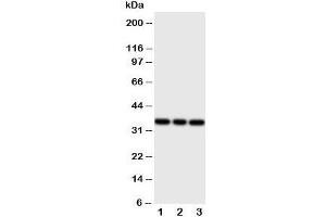 Western blot testing of BSP antibody and Lane 1:  rat liver;  2: rat brain;  3: rat kidney tissue lysate. (IBSP Antikörper  (C-Term))